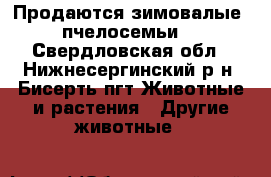 Продаются зимовалые  пчелосемьи. - Свердловская обл., Нижнесергинский р-н, Бисерть пгт Животные и растения » Другие животные   